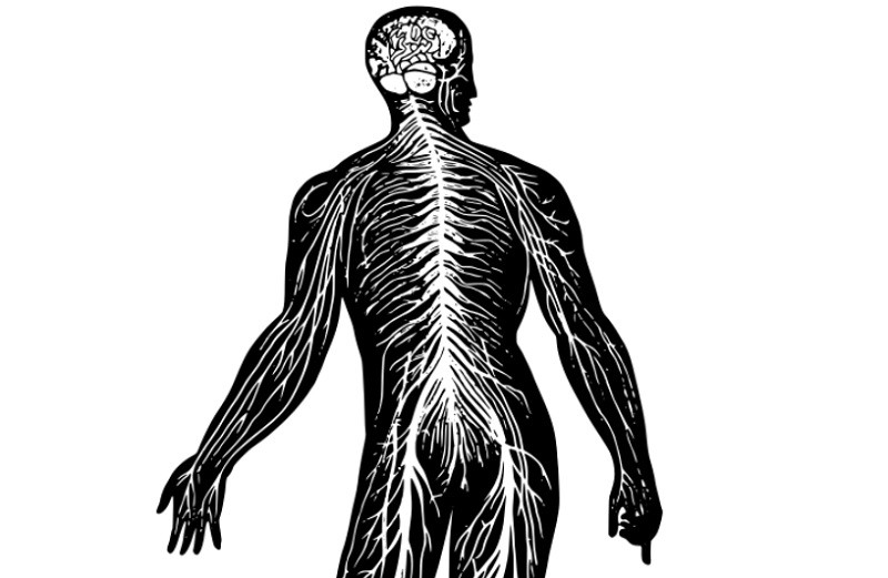 Stress changes in the nervous system