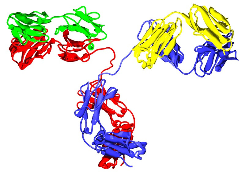 Immunoglobulin