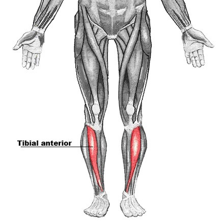 Tibialis anterior