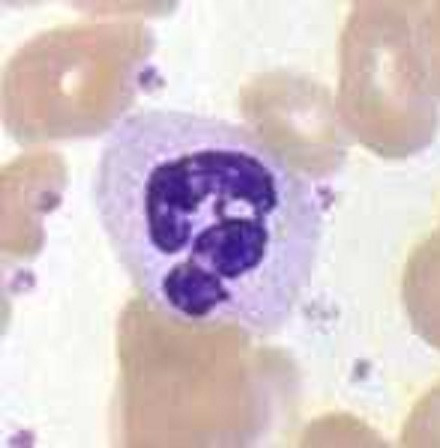 Neutrophil