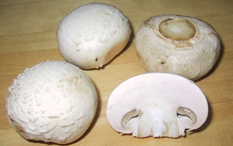 Mushroom