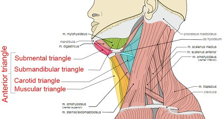 Previous triangle