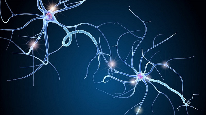 Stages of neural pruning