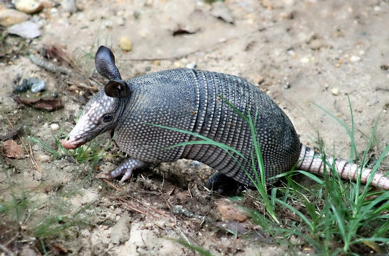 Armadillo