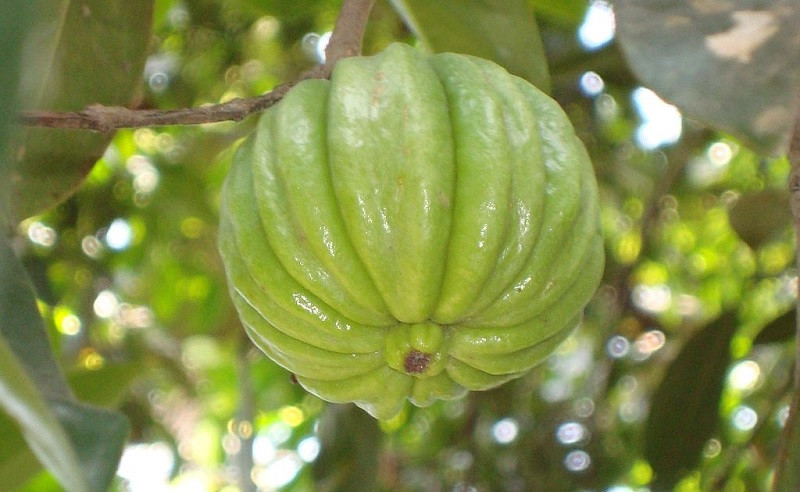 Garcinia gummi-gutta