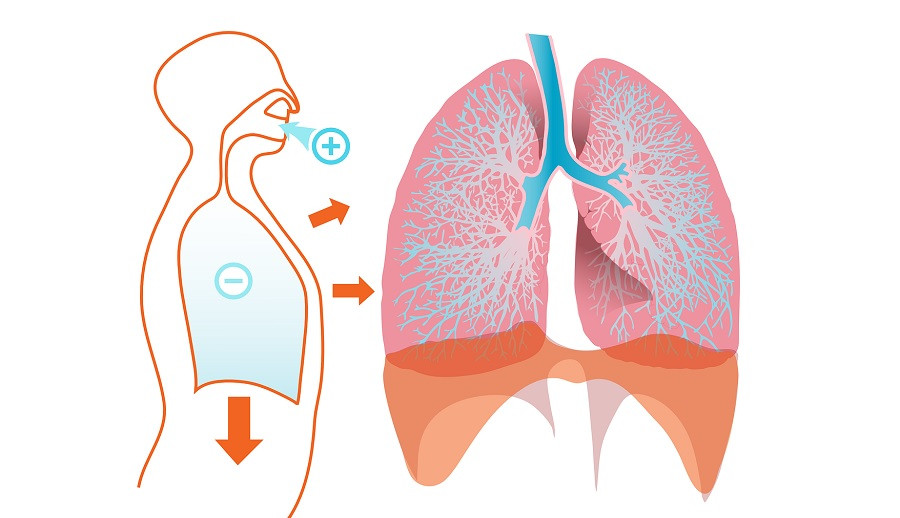 Lungs