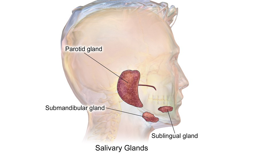 Salivary glands