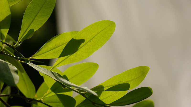 Coca plant