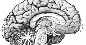 Subcortical structures of the brain: types and functions