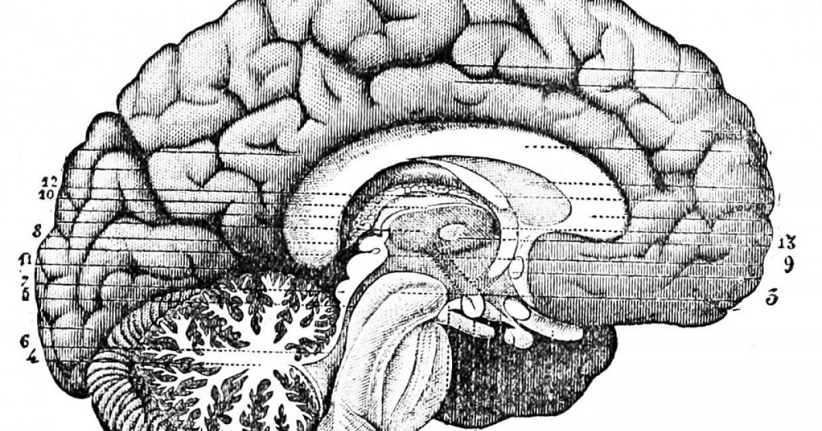 Subcortical structures of the brain: types and functions
