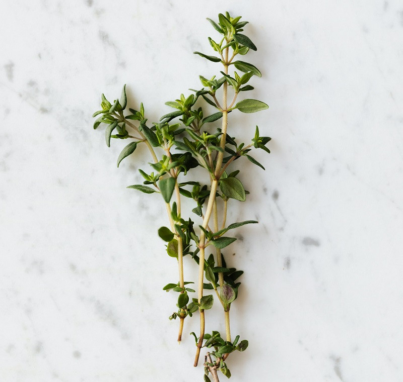 Thyme infusion