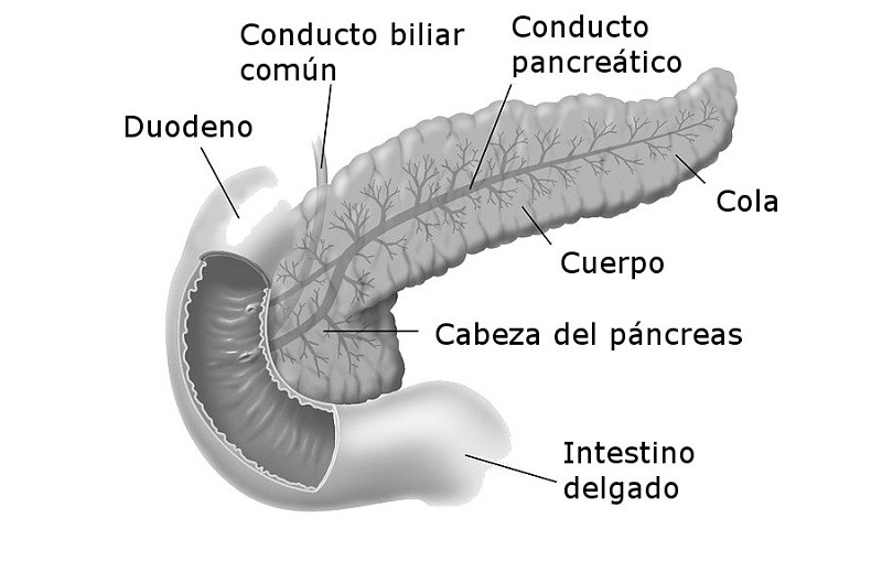 Parts of the pancreas