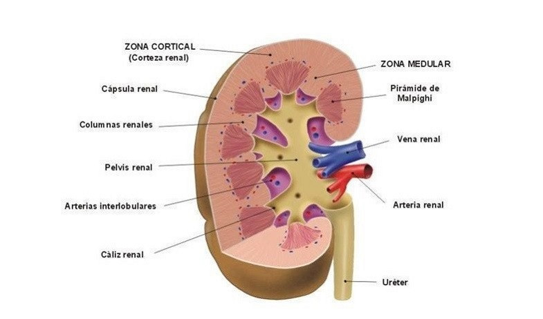 Parts of the kidney