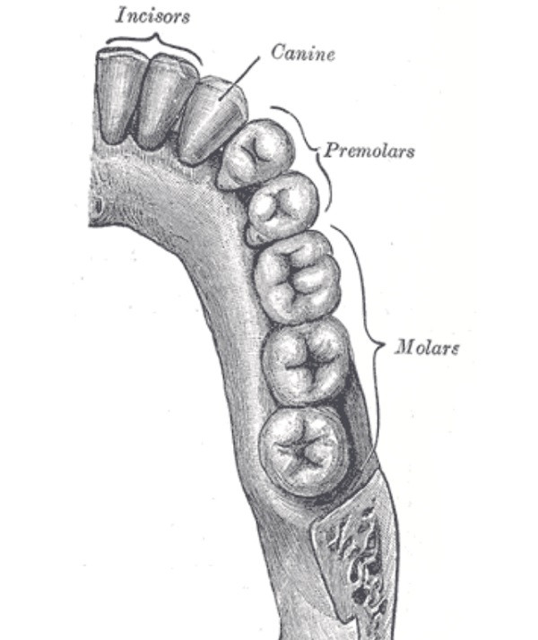 Incisors