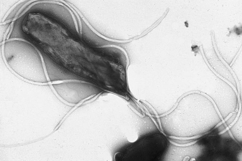 Helicobacter pylori