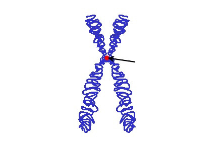 Centromere