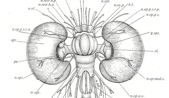 octopus brain