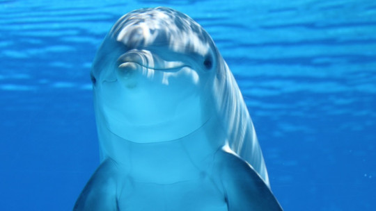 12 Curiosities About the Intelligence of Dolphins