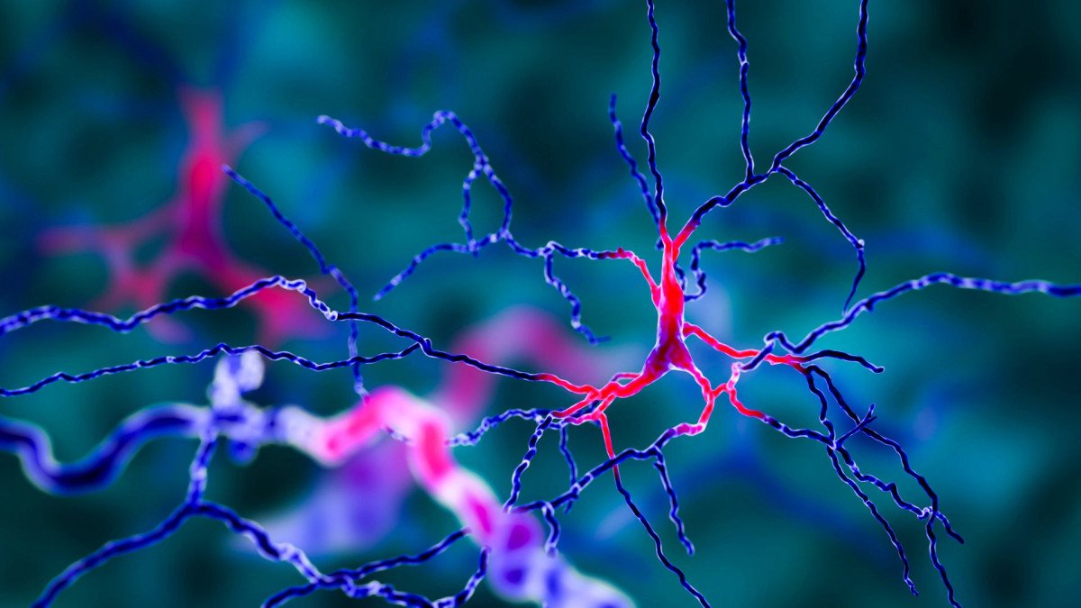 dopamine-circuit-reinforcement-brain