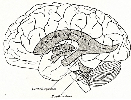 lateral ventricles