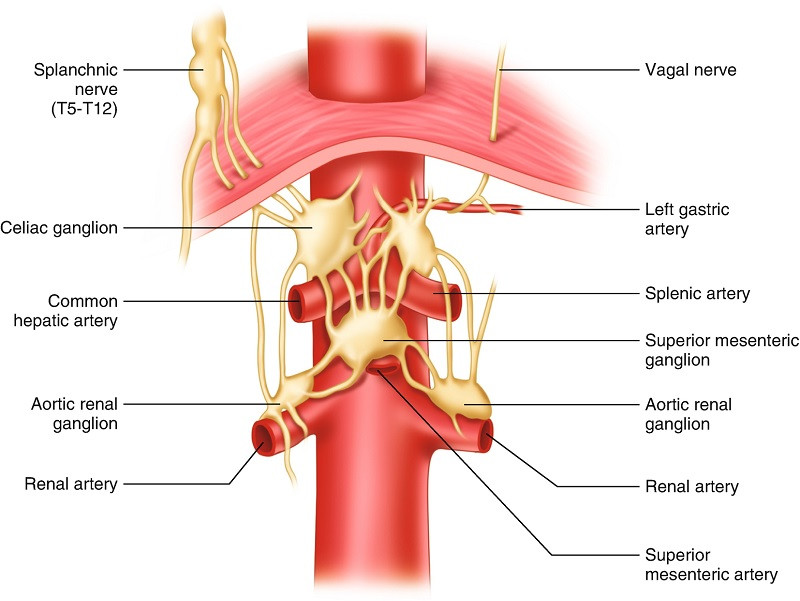 celiac plexus