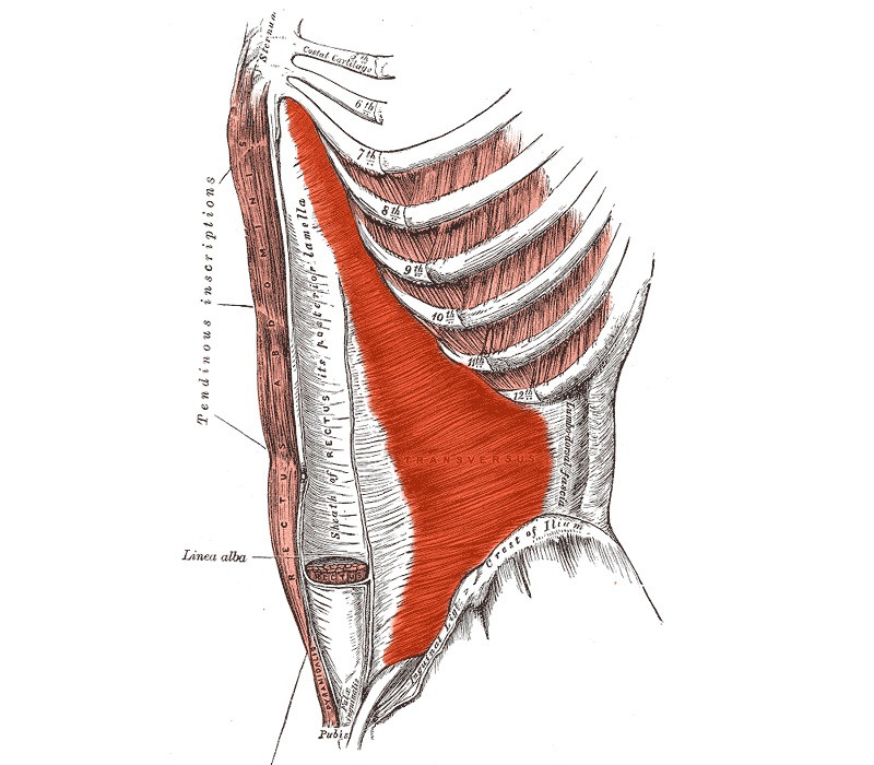 transverse muscle