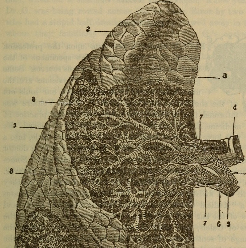 Lung alleolus