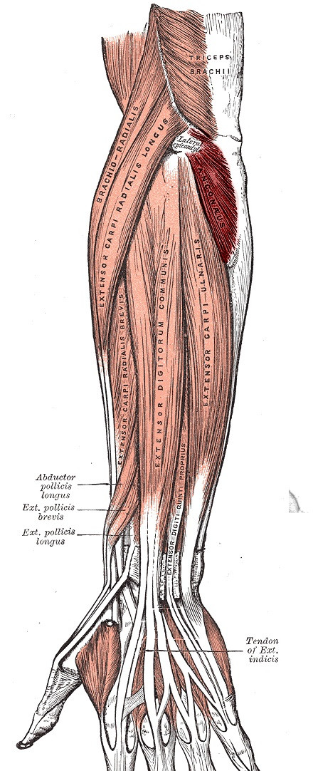 anconeus muscle