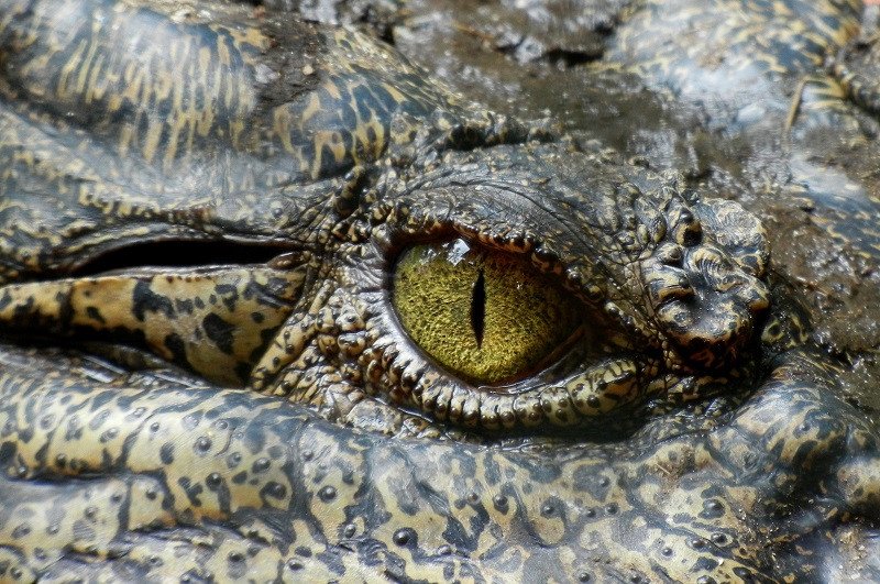 Florida urban legends