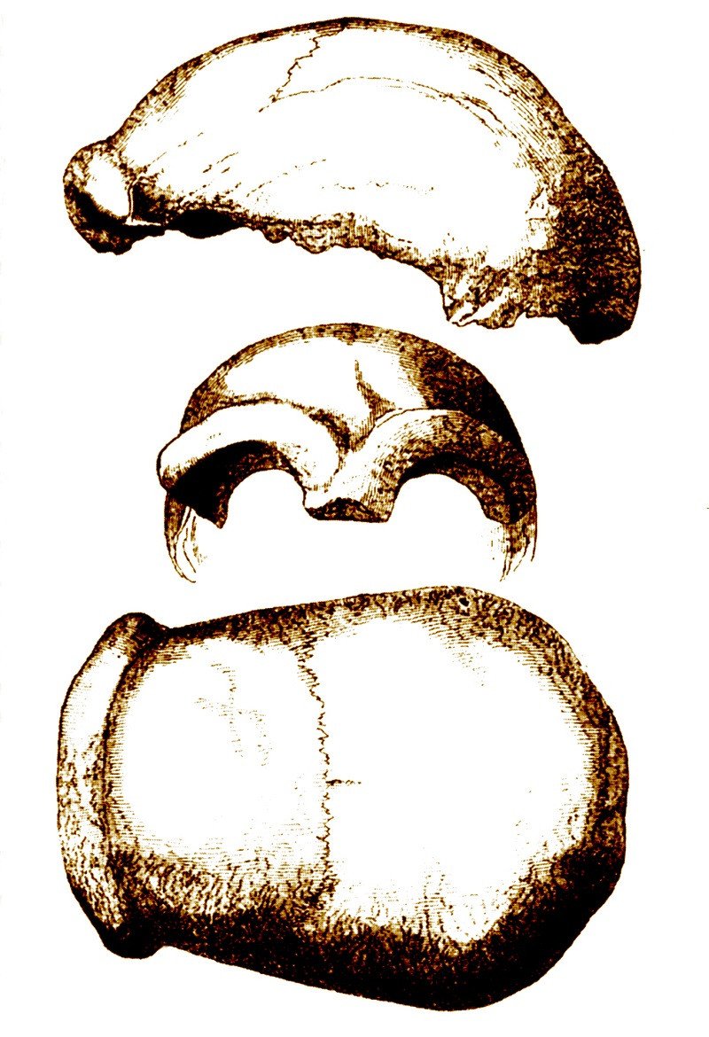 Neanderthal skull