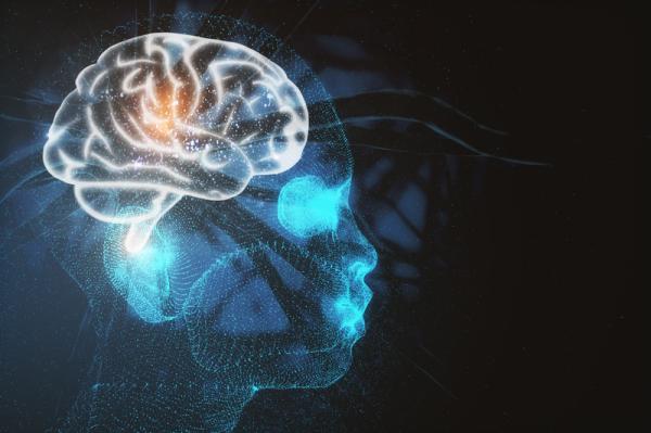 Differences between the emotional and rational brain - Differences between the emotional and rational brain