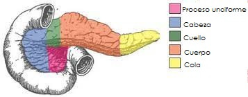 uncinate process