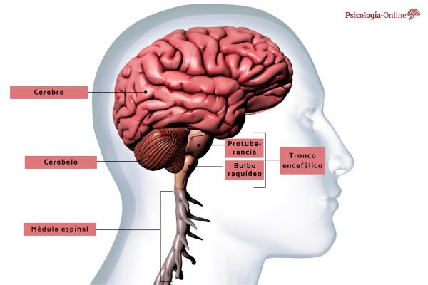 Gray matter of the brain: what it is: location, functions and how to increase it - Functions of the gray matter of the brain