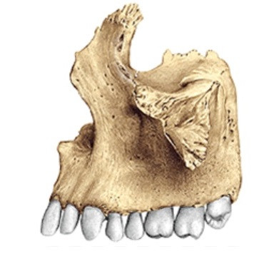 Maxilla