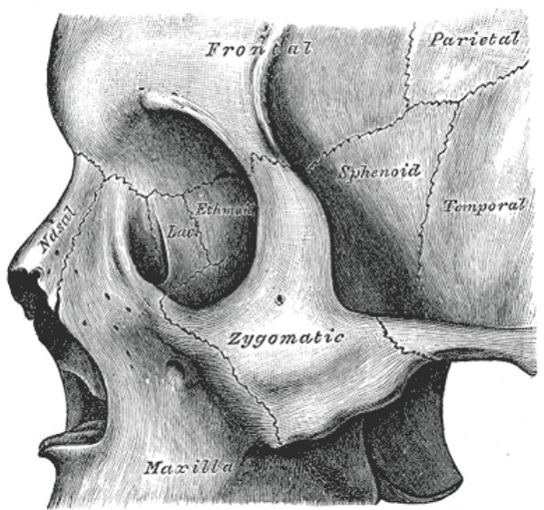 malar bone