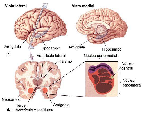 Cerebral amygdala: what it is, location, parts and functions - Location of the cerebral amygdala