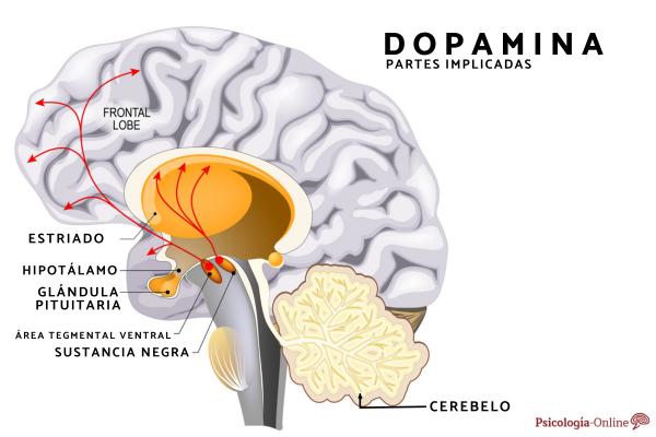 Striatum: what it is, function and location - Relationship of the striatum with dopamine and drugs