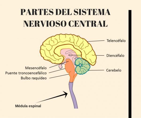 Striatum: what it is, function and location - Where is the striatum located?