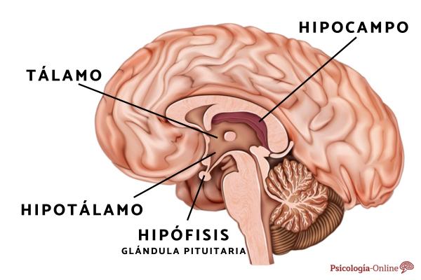 Thalamus: what it is, functions and location - Location of the thalamus 