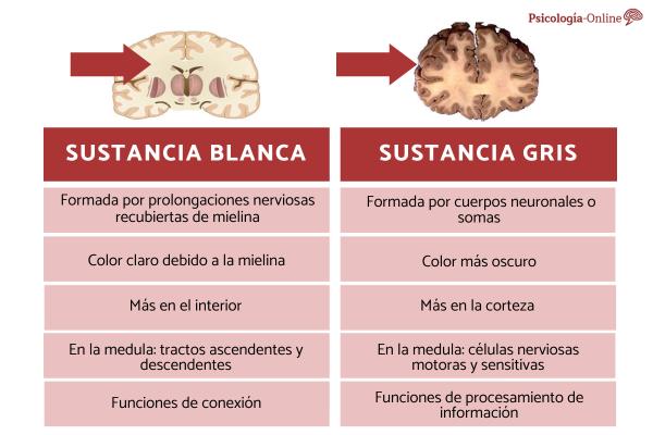 White matter of the brain: definition, structure, functions and lesions - Lesions of the white matter of the brain 