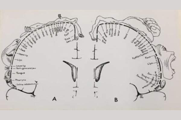 What is Penfield's homunculus sensory and motor - Function of Penfield's homunculus