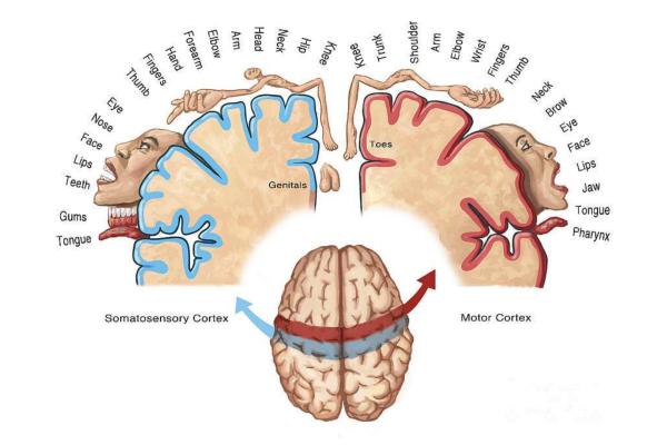 What is Penfield's sensory and motor homunculus - The two brain homunculi 