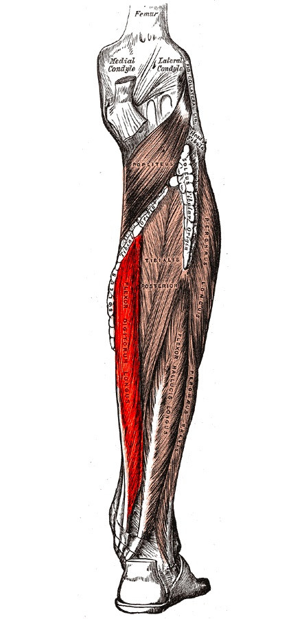 flexor digitorum longus muscle