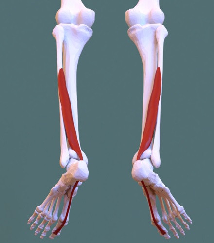 flexor hallucis longus muscle