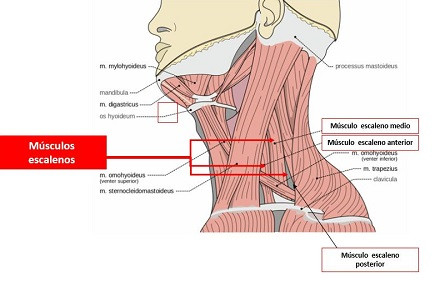 Lateral neck muscles