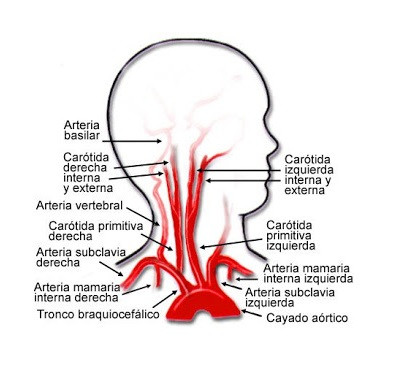 carotid system