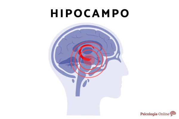 What is the hippocampus and what is its function? - Location of the hippocampus