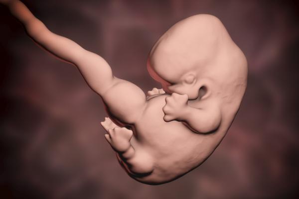 Development of the nervous system: stages and factors - Fromation of ganglia and vesicles: sixth week