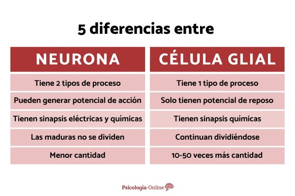 Glial cells: what they are, types and functions - Differences between neurons and glial cells