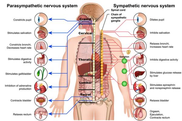 Autonomic nervous system: what it is, parts, functions and characteristics - Functions of the autonomic nervous system